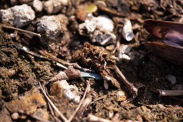 Marsh Shells Dry
