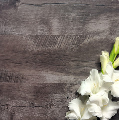 White gladioli flowers flat on dark wooden surface. Top view, from above, copy space. Floral background.