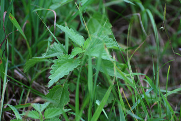 green fresh young nettle among the grass