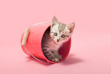 Adorable silver tabby kitten hiding in pink bucket, pink background.