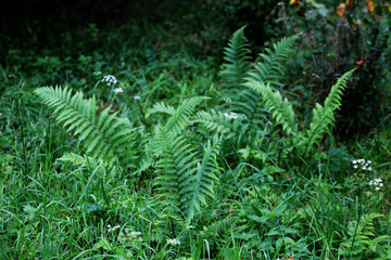 a lot of green ferns growing among the grass © Paulina