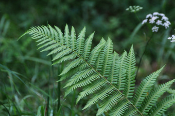 green fern leaf © Paulina
