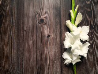 White gladioli flowers flat on dark wooden surface. Top view, from above, copy space. Floral background.