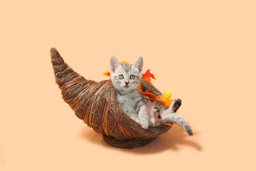 Gray tabby kitten sitting inside of a cornucopia, a thanksgiving decoration with fall leaves, orange background.