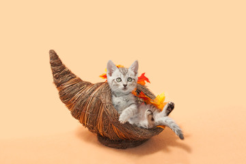 Gray tabby kitten sitting inside of a cornucopia, a thanksgiving decoration with fall leaves, orange background.