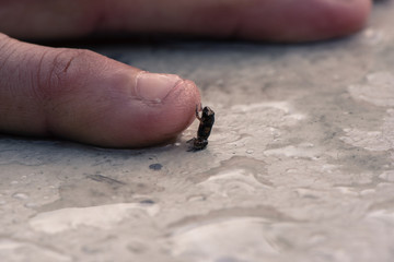 Baby Frog