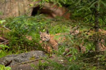 Eurasian lynx, hiding in the forest. Cute lynx living in the wood. Small lynx check surroundings. Rare predator in European nature