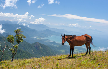 horse in the mountains