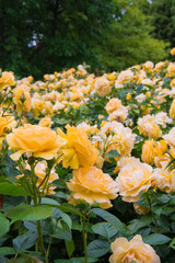 Gorgeous yellow roses in full bloom