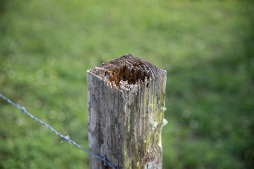 Wood Eroding