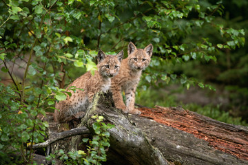 Naklejka na ściany i meble Eurasian lynx, hiding in the forest. Cute lynx living in the wood. Small lynx check surroundings. Rare predator in European nature