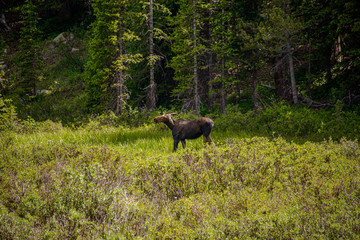 Naklejka na ściany i meble moose in the woods running 