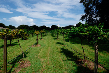 Fototapeta na wymiar Grape fruit trees in the harvest season in Florida 