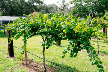 Fototapeta na wymiar Muscadine Grape tree in the harvest season in Florida