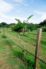 Fototapeta na wymiar Grape fruit trees in the harvest season in Florida