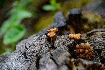 mushroom on the stump