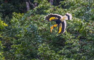The Great Hornbill Flying on a green background in nature © sunti