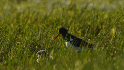 Eurasian oystercatcher (Haematopus ostralegus) also known as the common pied oystercatcher, or...