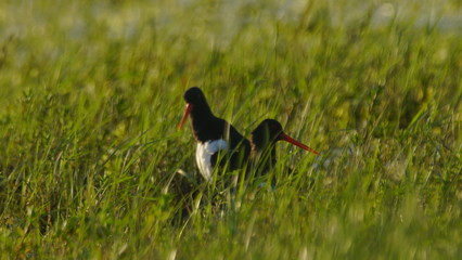 Eurasian oystercatcher (Haematopus ostralegus) also known as the common pied oystercatcher, or...