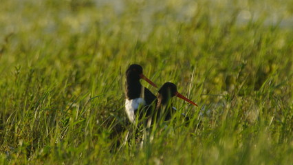 Eurasian oystercatcher (Haematopus ostralegus) also known as the common pied oystercatcher, or...