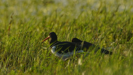 Eurasian oystercatcher (Haematopus ostralegus) also known as the common pied oystercatcher, or...