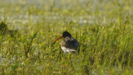 Eurasian oystercatcher (Haematopus ostralegus) also known as the common pied oystercatcher, or...