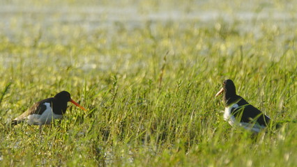 Eurasian oystercatcher (Haematopus ostralegus) also known as the common pied oystercatcher, or...