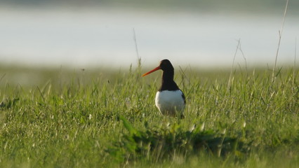 Eurasian oystercatcher (Haematopus ostralegus) also known as the common pied oystercatcher, or...