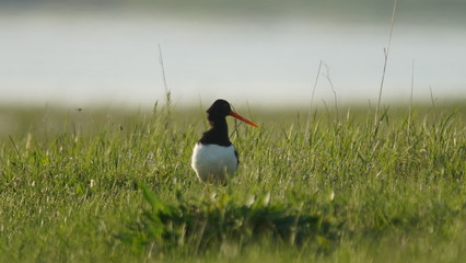Eurasian oystercatcher (Haematopus ostralegus) also known as the common pied oystercatcher, or palaearctic oystercatcher, or (in Europe) just oystercatcher