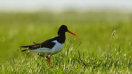 Eurasian oystercatcher (Haematopus ostralegus) also known as the common pied oystercatcher, or palaearctic oystercatcher, or (in Europe) just oystercatcher
