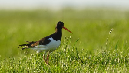 Eurasian oystercatcher (Haematopus ostralegus) also known as the common pied oystercatcher, or palaearctic oystercatcher, or (in Europe) just oystercatcher