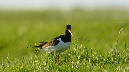 Eurasian oystercatcher (Haematopus ostralegus) also known as the common pied oystercatcher, or...