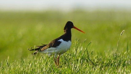 Eurasian oystercatcher (Haematopus ostralegus) also known as the common pied oystercatcher, or palaearctic oystercatcher, or (in Europe) just oystercatcher