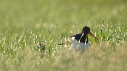 Eurasian oystercatcher (Haematopus ostralegus) also known as the common pied oystercatcher, or palaearctic oystercatcher, or (in Europe) just oystercatcher