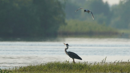 Naklejka premium Grey heron (Ardea cinerea) fishing on Pripyat river, Belarus