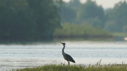 Grey heron (Ardea cinerea) fishing on Pripyat river, Belarus
