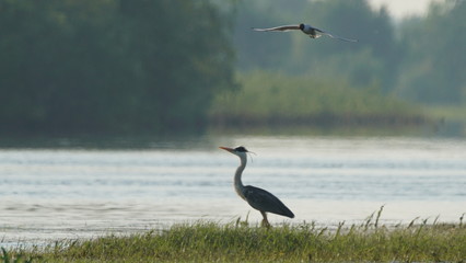 Grey heron (Ardea cinerea) fishing on Pripyat river, Belarus