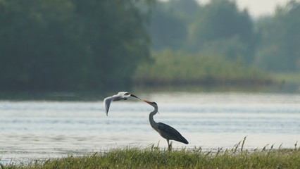 Grey heron (Ardea cinerea) fishing on Pripyat river, Belarus