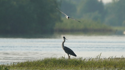 Grey heron (Ardea cinerea) fishing on Pripyat river, Belarus