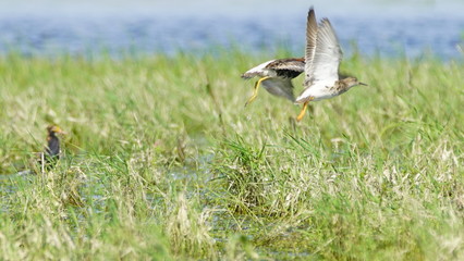Ruff (Calidris pugnax) male bird displaying in breeding season, near Pripyat river