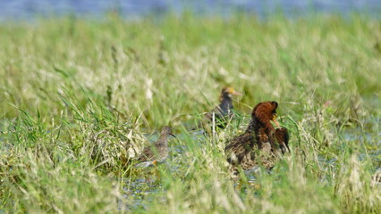 Ruff (Calidris pugnax) male bird displaying in breeding season, near Pripyat river