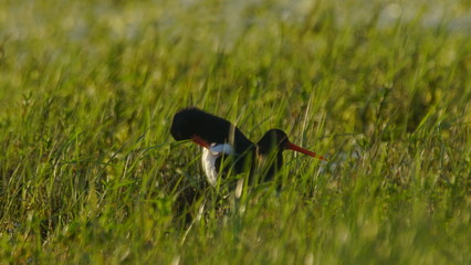 Eurasian oystercatcher (Haematopus ostralegus) also known as the common pied oystercatcher, or...