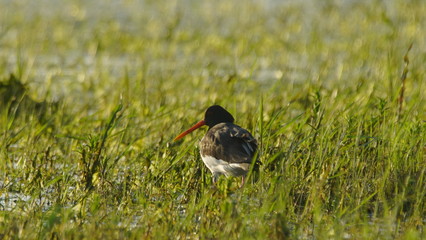 Eurasian oystercatcher (Haematopus ostralegus) also known as the common pied oystercatcher, or...