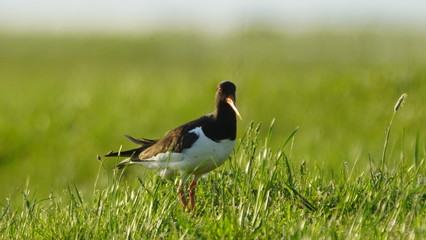 Eurasian oystercatcher (Haematopus ostralegus) also known as the common pied oystercatcher, or...