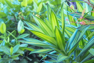 Green leaves of tropical forest plant for nature pattern and background