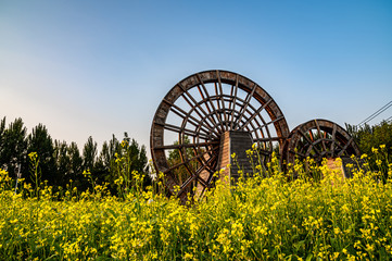 canola flowers blooming in Changchun Park, China 