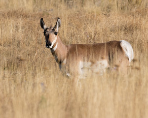antelope in the wild