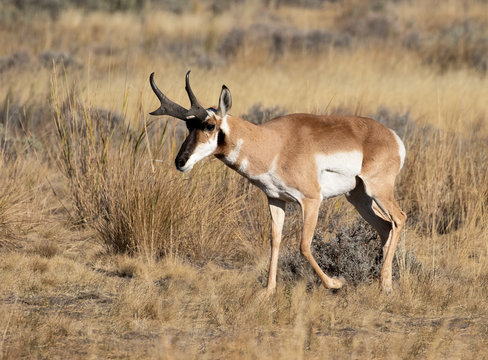 Pronghorn Antelope