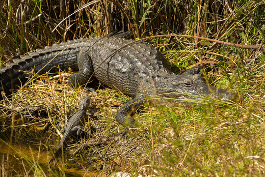 A female American Alligator with her juvinal alligator, Shark Valley Wildlife Refuge, Florida.
