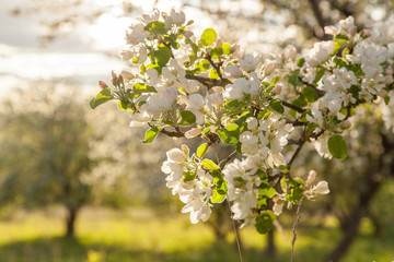 Obraz premium Apple bloom macro closeup